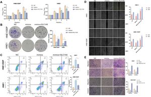 miR-199a-5p regulates the migration and invasion of nasopharyngeal carcinoma by inhibiting SLC1A5. CCK-8 assay (A) Clone formation assay (B) To assess the proliferative capacity of nasopharyngeal carcinoma cells; (C) Flow cytometry to detect the apoptotic ability of nasopharyngeal carcinoma cells; (D) Scratch test assesses the migration ability of nasopharyngeal carcinoma cells; (E) Transwell assay evaluates the migration and invasion capabilities of nasopharyngeal carcinoma cells, * p < 0.05.
