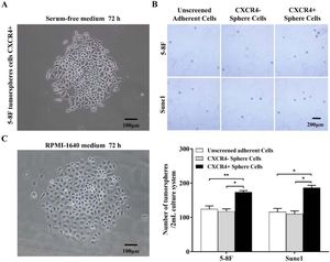 Morphological characteristics of CXCR4- and CXCR4+ tumor spheres. (A) Fusiform CXCR4+ tumor sphere cells after culture in serum-free medium; (B) Differentiated CXCR4+ tumor sphere cells after culture in complete medium; (C) Tumor sphere formation by CXCR4+ and CXCR4- cells isolated from tumor spheres cells. Microscopic images are shown on the left and quantitative analysis on the right. Bars represent means ± SD of three independent experiments. * p < 0.05, ** p < 0.01.