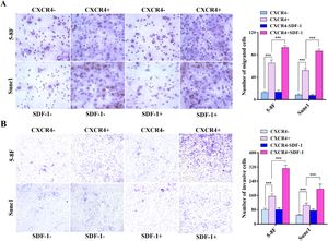 Migration and invasion of CXCR4+ and CXCR4- tumor sphere cells and the effect of SDF-1. (A) Migration of CXCR4+ and CXCR4- tumor sphere 5‒8F and Sune1 cells in the presence and absence of the CXCR4 ligand, SDF-1. Representative images are shown on the left with quantitative analysis on the right; (B) Invasion of CXCR4+ and CXCR4- tumor sphere 5‒8F and Sune1 cells in the presence and absence of the CXCR4 ligand, SDF-1. Representative images are shown on the left with quantitative analysis on the right. Bars represent means ± SD of three independent experiments. * p < 0.05, ** p < 0.01, *** p < 0.001.