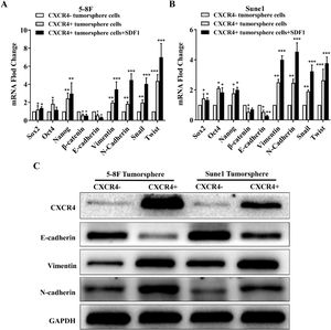Expression of markers of stemness and of the EMT in 5‒8F and Sune1 cells. (A) Fold change in expression of mRNA of stemness genes, Oct4, Nanog and Sox2, EMT genes, Snail and Twist, mesenchymal marker genes, vimentin and N-cadherin, and of epithelial marker, E-cadherin in 5‒8F cells. Changes in mRNA expression were calculated relative to GAPDH; (B) Fold change in expression of mRNA of stemness genes, Oct4, Nanog and Sox2, EMT genes, Snail and Twist genes, mesenchymal markers, vimentin and N-cadherin, and of epithelial marker, E-cadherin in Sune1 cells. Changes in mRNA expression were calculated relative to GAPDH; (C) Western blot image to show expression of CXCR4, E-cadherin, vimentin, N-cadherin and GAPDH protein in 5‒8F and Sune1 CXCR4+ and CXCR4- tumor sphere cells. Bars represent means ± SD of three independent experiments. * p < 0.05, ** p < 0.01, *** p < 0.001. EMT, Epithelial-mesenchymal transition.