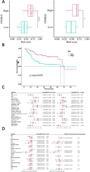 The correlation between RS and clinical prognosis. (A) Comparing the differences in RS between the degree of CD4OLG expression. (B) The relationship between RS and OS. (C) Univariate and Multivariate Cox regression analysis. (D) Subgroup analysis and interaction test. (no significance, p ≥ 0.05; * p < 0.05; ** p < 0.01, *** p < 0.001).