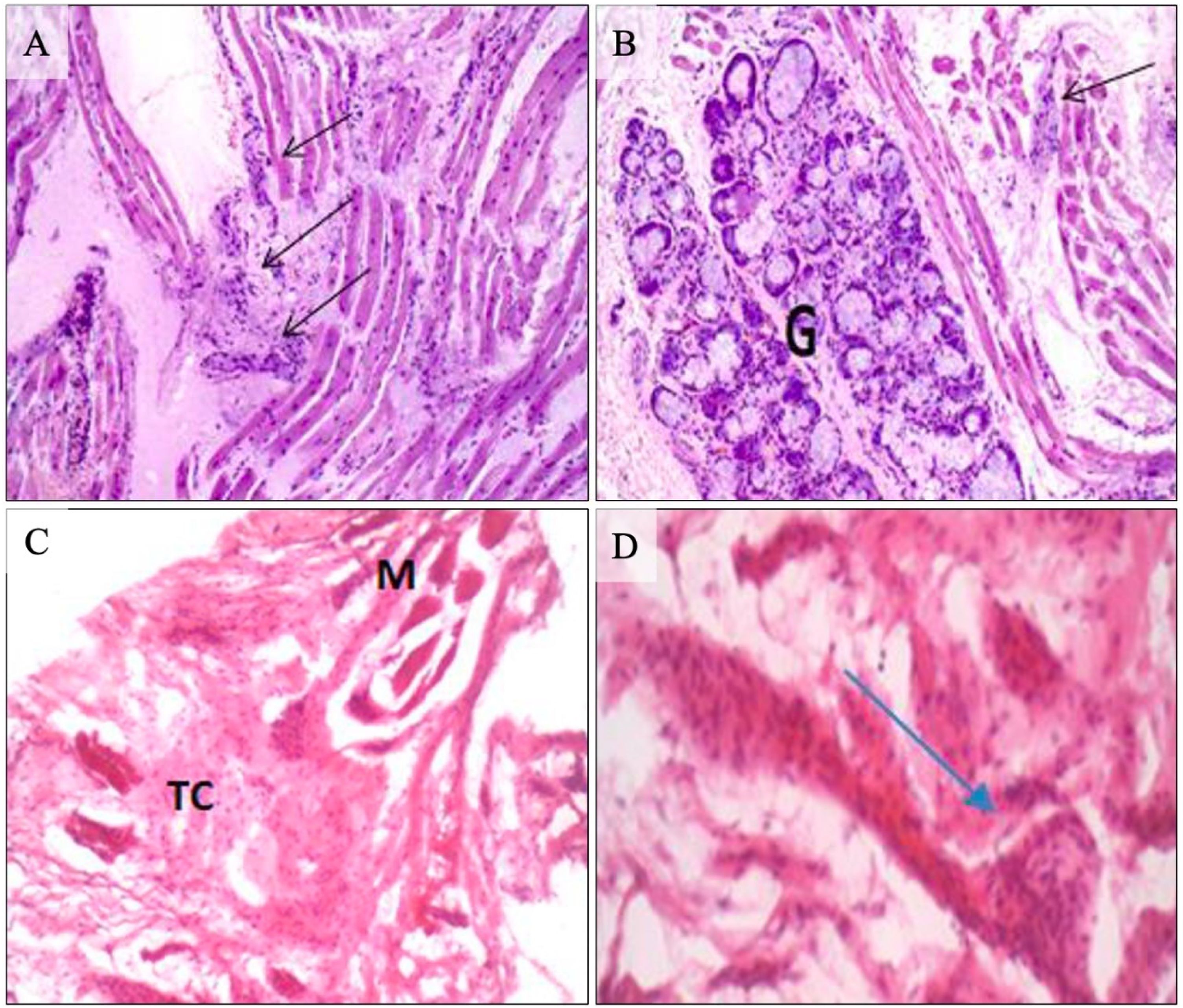 fig0015