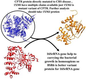Illustrate the features and appearance of protein IXMJ having single chain available that retrieved from the IXMI multiple mutant protein of CFTR component hiving directly proportion to CRS illness, 16SrRNA gene translate into 8SR6 protein component.
