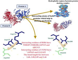 Describe the hydrophobic region, docking phenomenon of both proteins. Both proteins have interacted each other with high binding energy and distances.