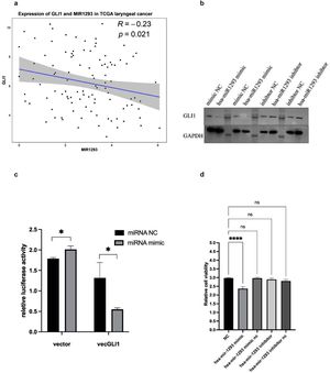 Hsa-miR-1293 targets GLI1 and regulates cell cycle and proliferation in TU212 cells. (a) Scatter plot of hsa-miR-1293 versus GLI1 expression (log2) in TCGA laryngeal cancer data shows a significant negative correlation (Pearson r = −0.23, p = 0.021). (b) Western blot confirms hsa-miR-1293 negatively regulates GLI1 expression (*p < 0.05). (c) Dual luciferase assay demonstrates hsa-miR-1293 directly targets GLI1, reducing luciferase activity (* p < 0.05). (d) CCK8 assay shows hsa-miR-1293 overexpression reduces cell viability (**** p < 0.0001). ns, not significant.