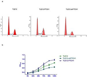 PTCH1 modulates protein expression, cell cycle progression, and proliferation in laryngeal cancer cells. (a) Flow cytometry cell cycle analysis shows PTCH1 overexpression increases G1 phase and decreases S and G2 phases compared to controls. * p < 0.05, while PTCH1 silencing induces S phase arrest. (b) CCK8 assay confirms PTCH1 enhances cell proliferation.
