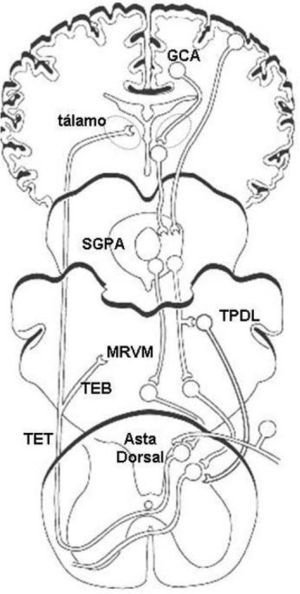 – Principales zonas del SNC que participan en la modulación central del dolor. Los estímulos nociceptivos se proyectan desde el asta dorsal de la médula espinal a diversas áreas corticales y subcorticales a través de las vías espinotalámicas (TET) y espinobulbares (TEB). Dichas áreas incluyen la corteza prefrontal, el giro cingulado anterior (GCA), la corteza insular, el tálamo, el hipotálamo, la amígdala, la sustancia gris periacueductal (SGPA), el tegmento pontino dorsolateral (TPDL) y la médula rostral ventromedial (MRVM). Estas estructuras forman parte del circuito modulador central del dolor, el cual a través de vías descendentes monoaminérgicas ejerce su efecto antinociceptivo o pronociceptivo sobre el asta dorsal de la médula espinal. (Adaptado de Benarroch10 y Robinson et al11.)