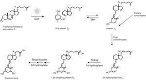 Síntesis de vitamina D. Tomada de: Dusso et al.24.