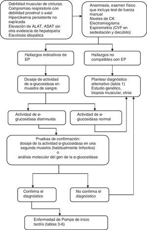 Algoritmo diagnóstico en la enfermedad de Pompe de inicio tardío ALAT: alanina aminotransferasa; ASAT: aspartato aminotransferasa; CK: creatincinasa; CVF: capacidad vital forzada; EP: enfermedad de Pompe.