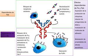 Esquema sobre los mecanismos de acción de las inmunoglobulinas.