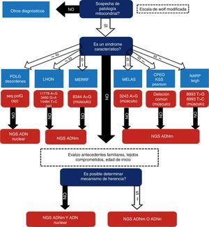 Algoritmo de selección de estudios moleculares para el diagnóstico etiopatogénico de la enfermedad mitocondrial.