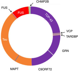 Neuropatología y genética en DFTvc. El espectro de las DFTvc se ha dividido en subtipos neuropatológicos según color y causas genéticas en letras negras fuera del círculo. DFT-TDP en púrpura, aproximadamente el 50% de casos. DFT-tau en naranja, aproximadamente 40%. DFT-FUS en rojo, menos de un 10% de casos. El resto, en verde, presenta DFT-UPS negativa para tau, TDP-43 y FUS. Mutaciones MAPT, C9ORF72 y GRN son las causas más comunes de las DFT genéticas. MAPT vinculadas a patología tau. C9ORF72 y GRN vinculadas a patología TDP-43, al igual que mutaciones en TARDBP y VCP. Mutaciones FUS causan patología FUS, mientras que las CHMP2B provocan FTD-UPS. Modificada de Roberson110.