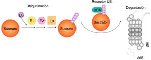 Degradación de las proteínas por el sistema UPS (ubiquitinación-proteólisis). Ubiquitina es activada por E1, conjugada por E2 y ligada al sustrato por E3. Proteínas mal plegadas actúan como sustratos del UPS, reconocidos por chaperones moleculares y asociados con Ub ligasas que promueven la transferencia de E2-Ub y E3-Ub a dichos sustratos. Los sustratos son luego captados por el receptor UBA y el proteasoma 19S y progresivamente degradados a pequeños péptidos por el proteasoma 26S97.