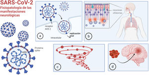 Fisiopatología de las manifestaciones neurológicas: a) unión de la COVID-19 a la ACE2 para ingresar en las células; b) entrada a través de la mucosa olfatoria; c) respuesta inmune desregulada, tormenta de citoquinas; d) trombofilia. Imagen realizada por Mariana Bendersky con biorender.com.