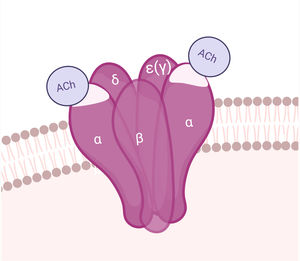 Receptor de acetilcolina.