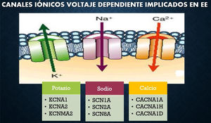 Ejemplos de canales iónicos implicados en EE3. Fuente: Modificado de Epi4K and EPGP Investigators. (2013).