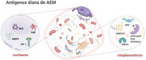 Antígenos diana de los AEM. Esquema de una célula muscular, con la localización de los antígenos diana de los AEM.