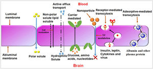 Strategies based on drug delivery through the blood–brain barrier.
