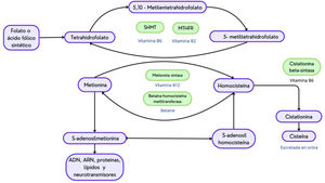 Metabolismo de la homocisteína. SHMT: serina hidroximetiltransferasa; MTHFR: metilentetrahidrofolato reductasa; SAM: S-adenosilmetionina; SAH: S-adenosilhomocisteína; CBS: cistationina beta-sintasa. Elaboración propia.