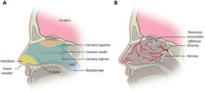 A) La cavidad nasal presenta 4 áreas: el vestíbulo, la mucosa respiratoria y la olfatoria, las cuales cubren la porción central incluyendo los cornetes, y finalmente el tejido linfático nasofaríngeo. B) La mucosa respiratoria es la parte más vascularizada de la cavidad nasal, inervada por los nervios trigémino, palatino y maxilar. La mucosa olfatoria contiene las neuronas sensoriales olfatorias. Fuente: usado con permiso de Madden et al.14, 2023.