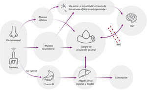 Vías hacia el sistema nervioso central luego de la administración de medicación intranasal. El fármaco absorbido a través de la mucosa respiratoria puede ingresar a la circulación general y luego pasar a través de la barrera hematoencefálica para llegar al sitio de acción, o bien utilizar la vía del nervio trigémino como una ruta más directa de acceso. La absorción en la mucosa olfatoria puede utilizar una vía directa mediante el transporte por el nervio olfatorio. Finalmente, el exceso de fármaco administrado en la cavidad nasal puede ingresar al tubo gastrointestinal y absorbido desde allí en forma similar a la administración oral.Fuente: usado con permiso de Chung et al.11, 2023.