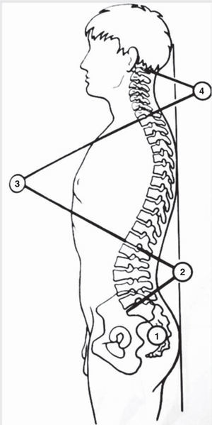 Curvaturas de la columna vertebral. 1. Cifosis sacra, 2. Lordosis lumbar, 3. Cifosis dorsal, 4. Lordosis cervical.
