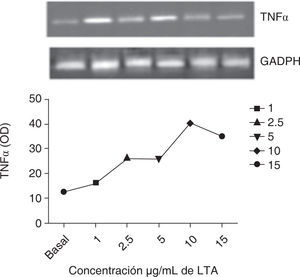 Dosis respuesta del efecto del ácido lipoteicoico sobre la expresión de TNFα en cardiomiocitos. Las células H9c2 (1 × 106) se sembraron en cajas de 6 pozos y se incubaron durante toda la noche a 30 °C. Posteriormente las células se trataron con las dosis indicadas de ácido lipoteicoico y al término, las células se procesaron para la obtención de RNA, cuantificación y reacción de RT-PCR. Análisis densitométrico del gel obtenido. La imagen es un experimento representativo de tres ocasiones por separado.