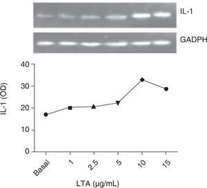 Dosis respuesta del efecto del ácido lipoteicoico sobre la expresión de IL-1 en cardiomiocitos. Las células H9c2 (1 × 106) se sembraron en cajas de 6 pozos y se incubaron durante toda la noche a 30 °C. Posteriormente las células se trataron con las dosis indicadas de ácido lipoteicoico y al término, las células se procesaron para la obtención de RNA, cuantificación y reacción de RT-PCR. Análisis densitométrico del gel obtenido. La imagen es un experimento representativo de tres ocasiones por separado.