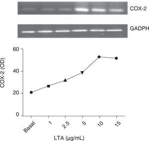 Dosis respuesta del efecto del ácido lipoteicoico sobre la expresión de COX-2 en cardiomiocitos. Las células H9c2 (1 × 106) se sembraron en cajas de 6 pozos y se incubaron durante toda la noche a 30 °C. De igual manera que en los experimentos anteriores, las células fueron tratadas con las dosis indicadas de ácido lipoteicoico y al término, las células se procesaron para la obtención de RNA, cuantificación y reacción de RT-PCR. Análisis densitométrico del gel obtenido. La imagen es un experimento representativo de tres ocasiones por separado.