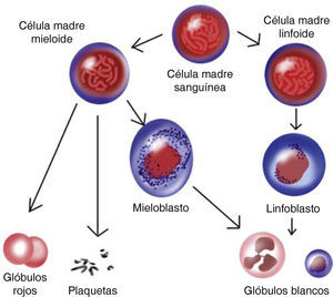 Imagen que muestra las células que derivan del estirpe linfoide y el estirpe mieloide en condiciones de salud.