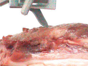 Fragmento de mandíbula de cerdo acoplada al texturómetro, con la hoja de bisturí a 45 grados, iniciando el corte del tejido gingival.
