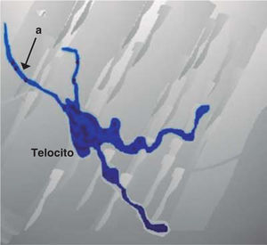 Telocito en fascia lata humana, cuerpo celular relativamente pequeño. a) Cuatro telópodes. Escala: 5 μm.