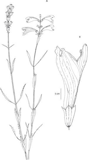 Physostegia virginiana (L.) Benth. A, rama florífera; B, flor.