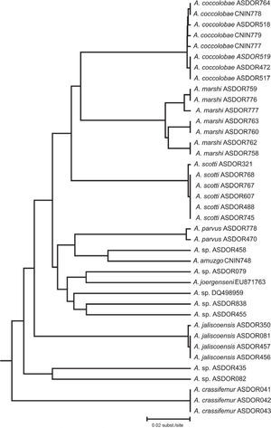 NJ phenogram illustrating the corrected genetic distances (DNA barcoding region) among specimens assigned to the 7 described and 6 undescribed Mexican species of Allorhogas and 2 species of the genus from other countries.