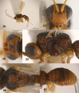 Allorhogas jaliscoensis. 36, habitus of female, lateral view; 37, head, anterior view; 38, head, dorsal view; 39, head and mesosoma, lateral view; 40, mesosoma, dorsal view; 41, metasoma, dorsolateral view.