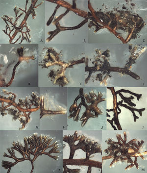 Morfotipos de ectomicorrizas de Pinus montezumae con hongos del banco de esporas de la Faja Volcánica Transmexicana 1. A, ectomicorriza con C. finlandica. B, ectomicorriza con Geopora sp. C, ectomicorriza con H. albocolosum. D, punta micorrizada con H. albocolosum. E, ectomicorriza con H. helodes. F, ectomicorriza con H. leucosarx. G, ectomicorriza con H. mesophaeum. H, punta micorrizada con H. mesophaeum. I, ectomicorriza con Peziza sp. 1. J, ectomicorriza con Peziza aff. ostracoderma. K, ectomicorriza con Pezizaceae sp. 1. L, punta micorrizada con Pezizaceae sp. 1. M, ectomicorriza con Pezizaceae sp. 2.