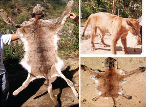 Puma concolor. a), piel de una hembra adulta de la localidad 8; b), espécimen disecado proveniente de la localidad 12; c), piel de un espécimen adulto de la localidad 18.