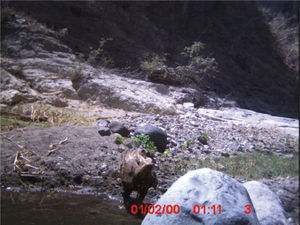 Individuo adulto de águila real dentro del arroyo El Saucito, el 2 de abril de 2009. La fecha registrada por la cámara no corresponde a la fecha real por un error en la programación de la misma.