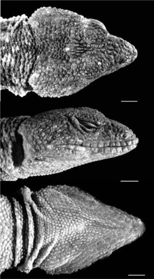 A new species of Xenosaurus (Squamata: Xenosauridae) from the Sierra ...