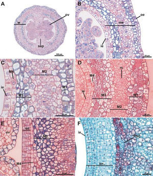 Pseudaril development of Bursera copallifera in early stages. Cross-sections of reproductive structures. A, floral bud showing the ovary wall (w), the ovule primordium (ov) and the placental septum (sep); scale bar= 100μm; toluidine blue and 50% safranine staining. B, ovary wall showing the 3 main layers, the outer epidermis (oe), the mesocarp (me) and inner epidermis (ie); scale bar= 25μm; toluidine blue and 50% safranine staining. C, mesocarp layers; monostratified outer layer, with cells filled of starch and thick wall (M1), parenchymatous mesocarp (M2), multistratified third layer showing cells filled with starch (M3) and stratum of cells (M4) adjacent to the inner epidermis (ie); scale bar= 25μm; toluidine blue and 50% safranine staining. D, anthetic flower M1 divides forming the hypodermis; the resiniferous canals (rc) begin their development in M2, the third layer of the mesocarp divides (M3) as well as the inner epidermis (ie); scale bar= 25μm; toluidine blue and 50% safranine staining. E, post-anthetic flower; M4 divides and the new cells are integrated to M3, the derivatives of the inner epidermis begin to form the endocarp (en); scale bar= 25μm; toluidine blue and 50% safranine staining. F, newly formed fruit showing the endocarp; in M3 the pseudaril cells (PSC) begin to differentiate; scale bar= 25μm; safranine - fast green staining.