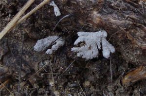 Carpóforo de Schizophyllum commune Fr., creciendo sobre choya (Opuntia sp.) intemperada en Santo Tomás Jalietza, distrito de Ocotlán, Oaxaca.