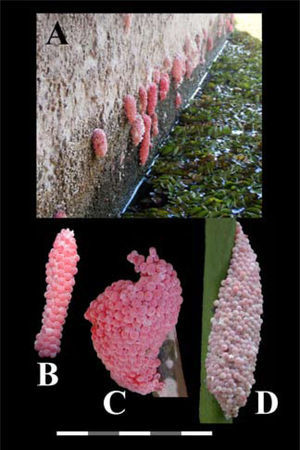 Masas de huevecillos de especies de Pomacea: A, P. canaliculata cementadas en la pared de concreto de las compuertas del canal Todo Mexicano, sobre el agua el helecho exótico Salvinia molesta. B-C, P. canaliculata; D, P. insularum (B y D de Rawlings et al., 2007). A= sin escala; B-D, escala= 5cm.