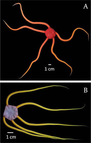 Ophioderma ensiferum: A, living specimen, dorsal view (Alacranes Reef); B, living specimen, dorsal view (Cenote Aerolito del Paraíso).