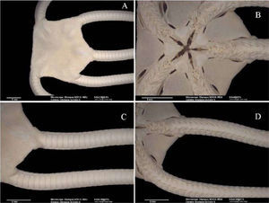 Ophioderma ensiferum: A, disc, dorsal view; B, disc with madreporite, ventral view; C, portion of arms, dorsal view; D, portion of arms, ventral view.