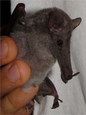 Fotografía de un macho adulto de Musonycteris harrisoni capturado en una cañada a 2km al SO del poblado El Salado, municipio de Jolalpan, Puebla, México. Foto tomada por C. L. Orozco-Lugo.