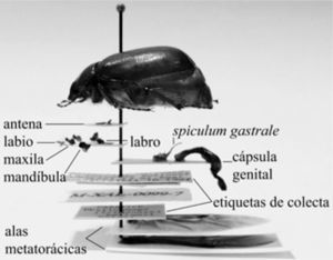 Ejemplo del montaje en seco de Phyllophaga (Triodonyx) bellamyi ♂ para el análisis filogenético. Se muestra el ejemplar de estudio y abajo de él, las piezas que se disecaron, pinchadas en el mismo alfiler entomológico.