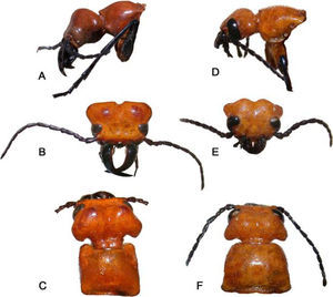 Morphological details of C. auriculata. Male: A, lateral view, head and thorax (Tierra Blanca, Veracruz, Mexico); B, frontal view, head (Playa Azul, Veracruz, Mexico); C, dorsal view, thorax and head (Playa Azul, Veracruz, Mexico). Female: D, lateral view, head and thorax (Chamela, Jalisco, Mexico); E, frontal view, head (Chamela, Jalisco, Mexico); F, dorsal view, thorax and head (Chamela, Jalisco, Mexico).
