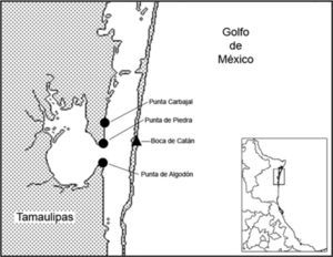 Hallazgos de Caprella en la laguna Madre de Tamaulipas (LMT). Caprella scaura (triángulo) y Caprella penantis (círculos).