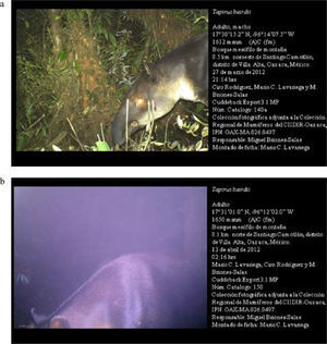 Fotografías de tapir centroamericano (Tapirus bairdii) con cámaras-trampa en la sierra Norte, sierra Madre de Oaxaca, México. Montado de ficha de acuerdo con Botello et al. (2007).