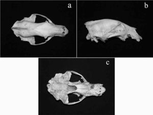 a), vista dorsal; b), lateral y c), ventral del cráneo del ejemplar de oso negro, procedente de la localidad de La Joya, El Aguaje de Cerro Prieto, municipio de La Misión, Hidalgo.